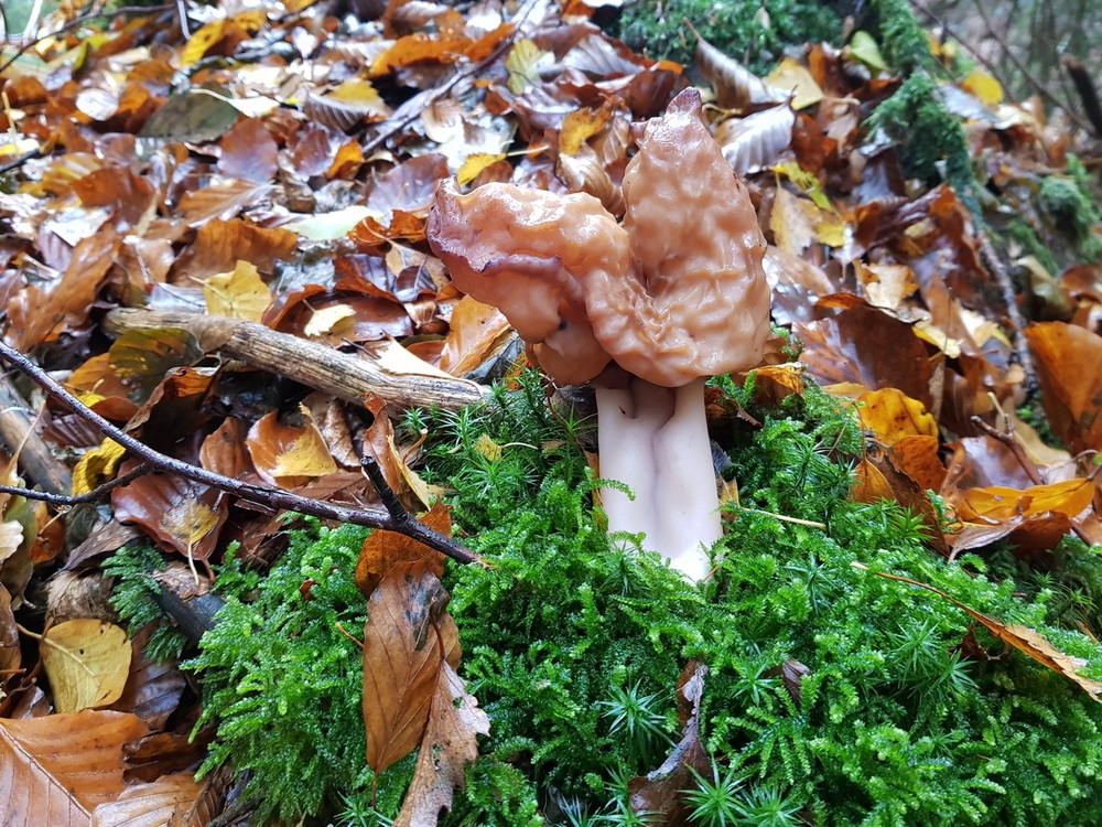 Foto