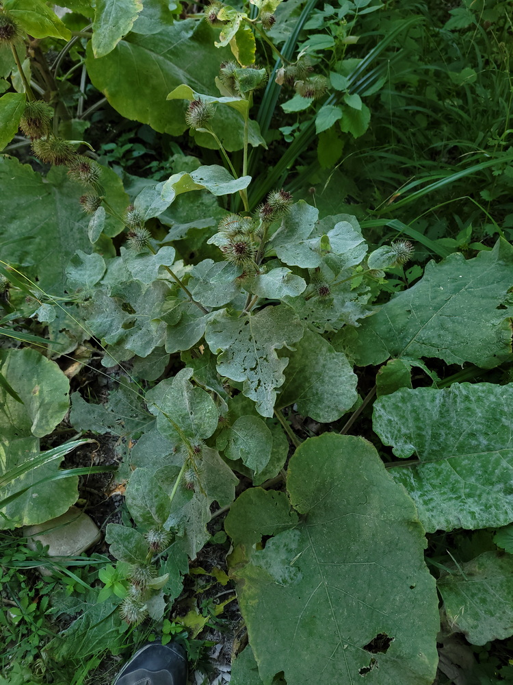 Foto