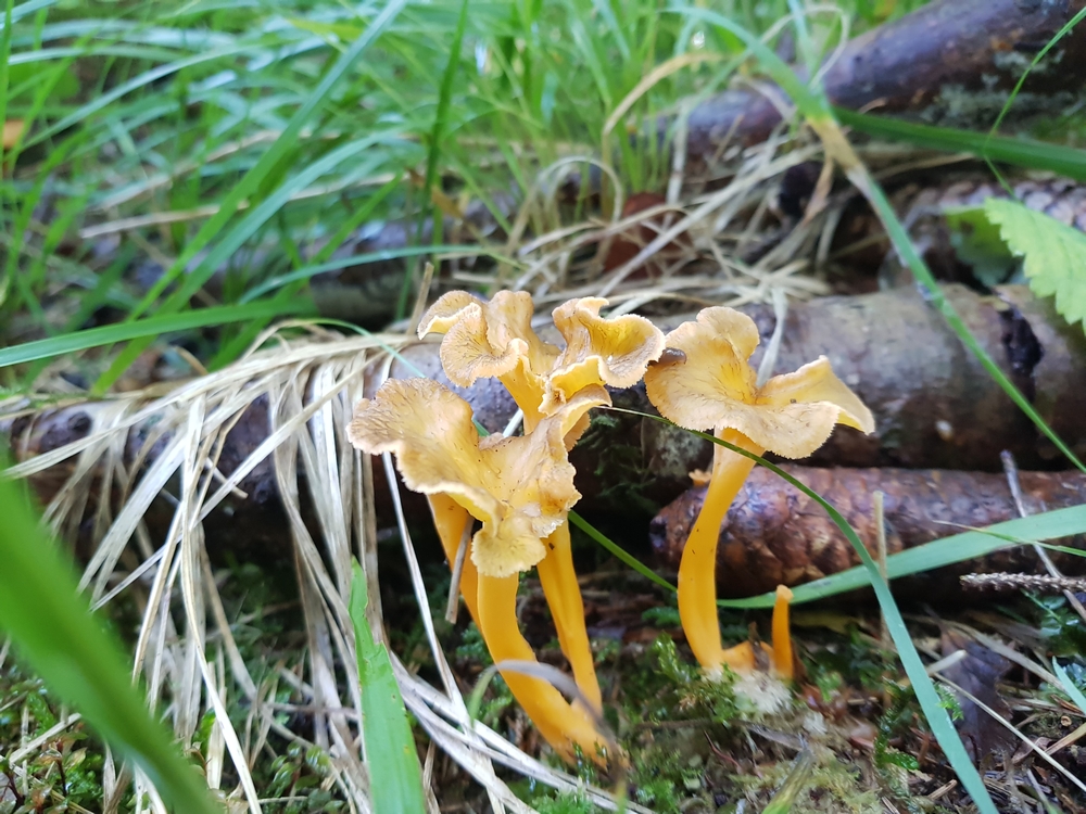 Foto